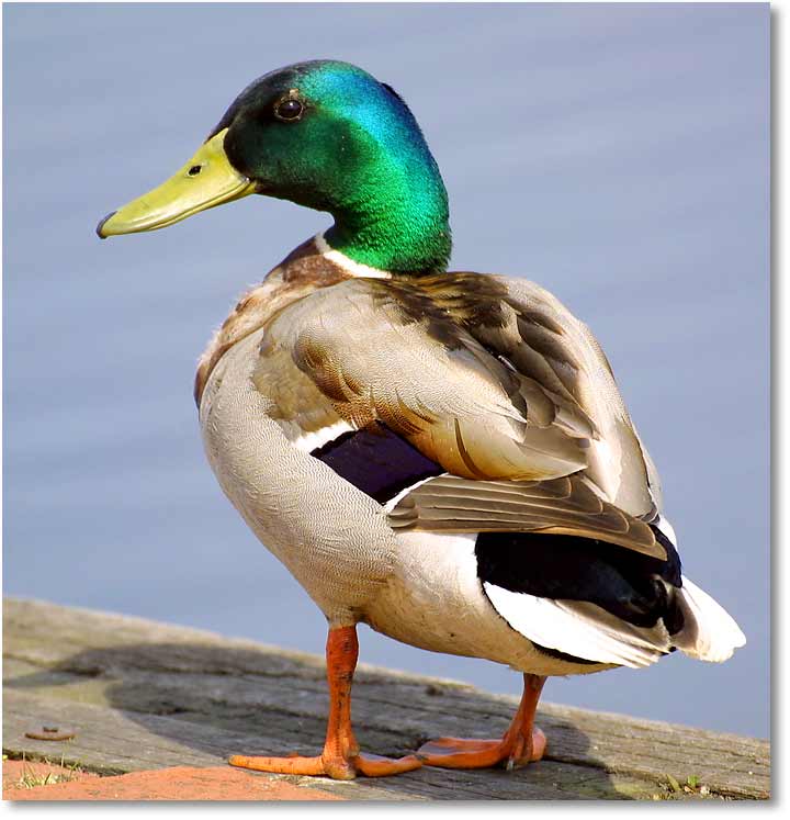 ente-duck-6188.jpg